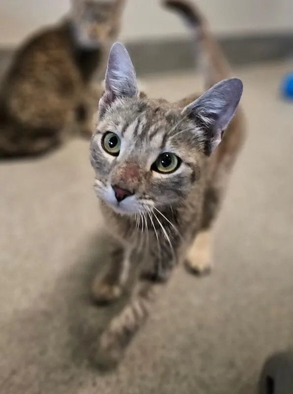 An adult medium-sized female Gray / Blue / Silver Domestic Short Hair cat named Touche' for adoption in Fort Collins, CO
