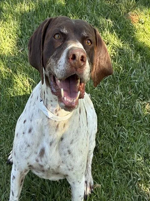 A young medium-sized female German Shorthaired Pointer dog named Lainey for adoption in Riverside, CA