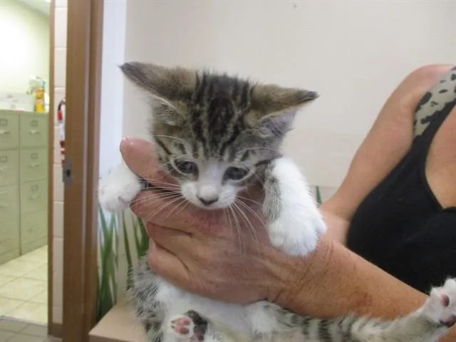 A baby small-sized female Domestic Short Hair cat named Dot for adoption in Ocala, FL