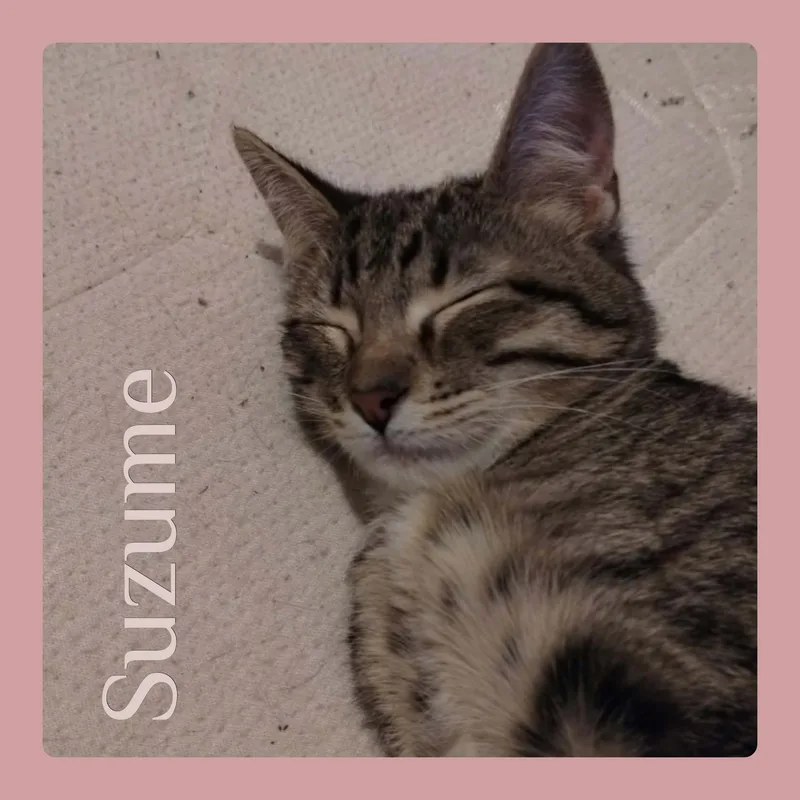 A baby medium-sized female Tabby cat named Suzume for adoption in Lawton, OK