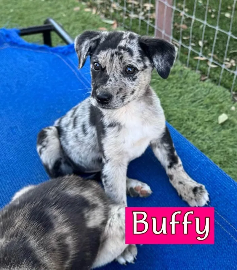 A baby medium-sized female Catahoula Leopard Dog named Buffy for adoption in Keller, TX
