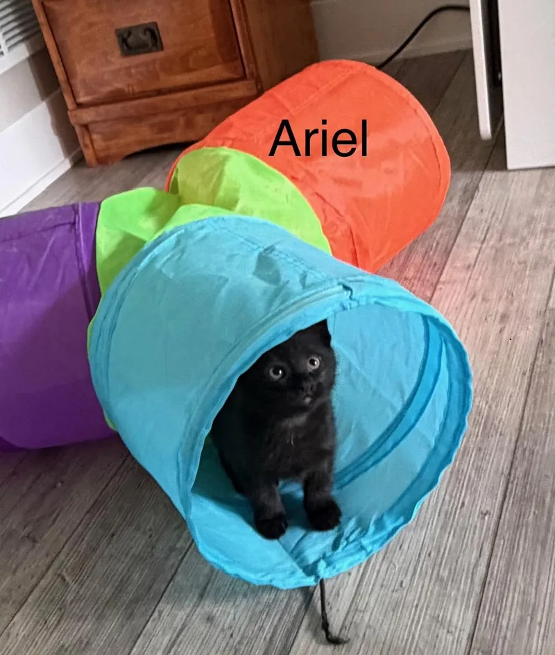 A baby small-sized female Black Domestic Short Hair cat named Ariel for adoption in Kenosha, WI