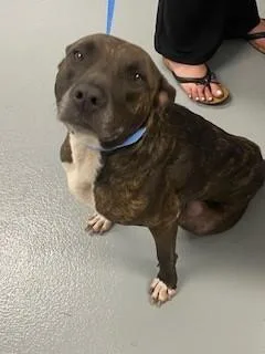 An adult medium-sized female Pit Bull Terrier dog named Paris for adoption in Saint Cloud, FL