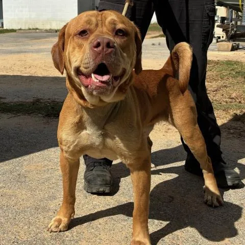 A young medium-sized male Mixed Breed dog named Busch Jr for adoption in Pensacola, FL