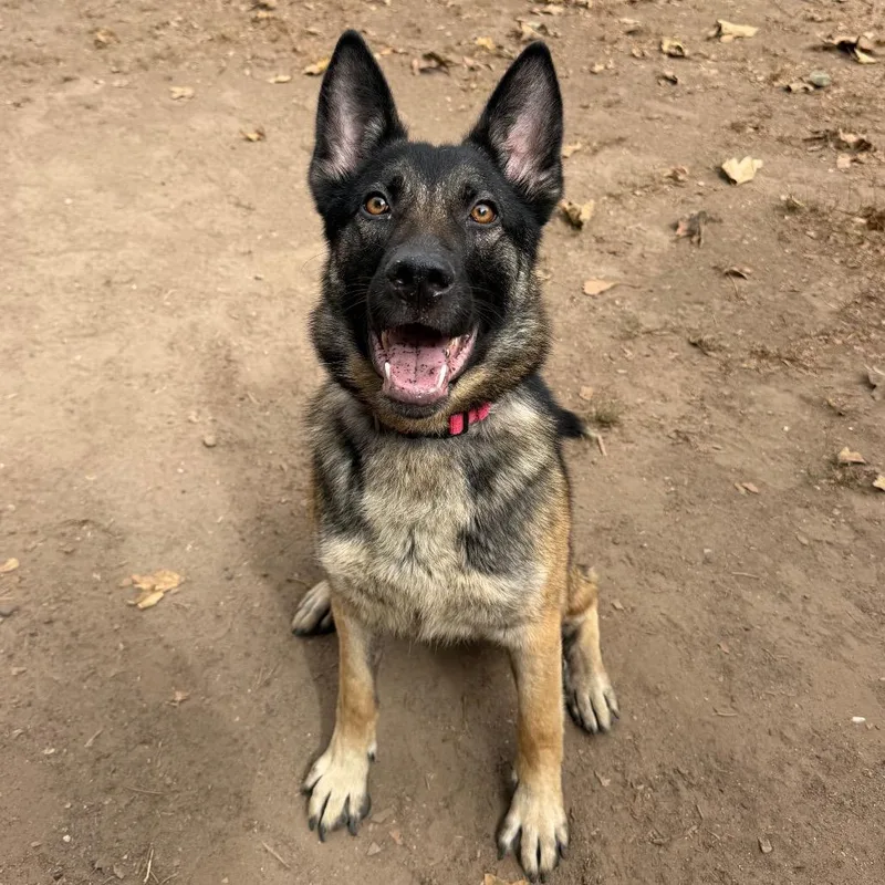 A young medium-sized female Black German Shepherd Dog dog named Hali for adoption in Santa Barbara, CA