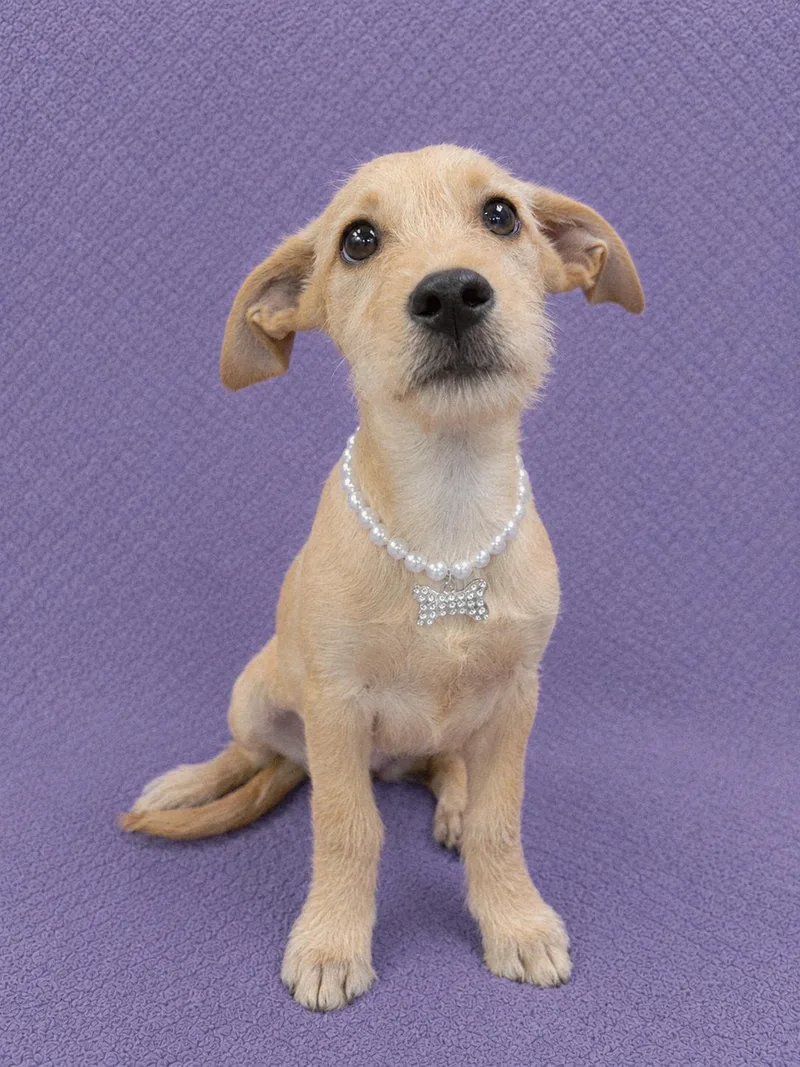 A baby small-sized female Apricot / Beige Terrier dog named French Fry for adoption in Lodi, CA
