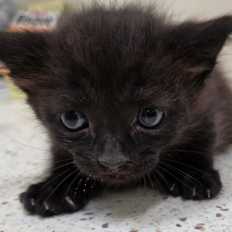 A baby small-sized male Black Domestic Short Hair cat named Ronaldo for adoption in Auburn, AL