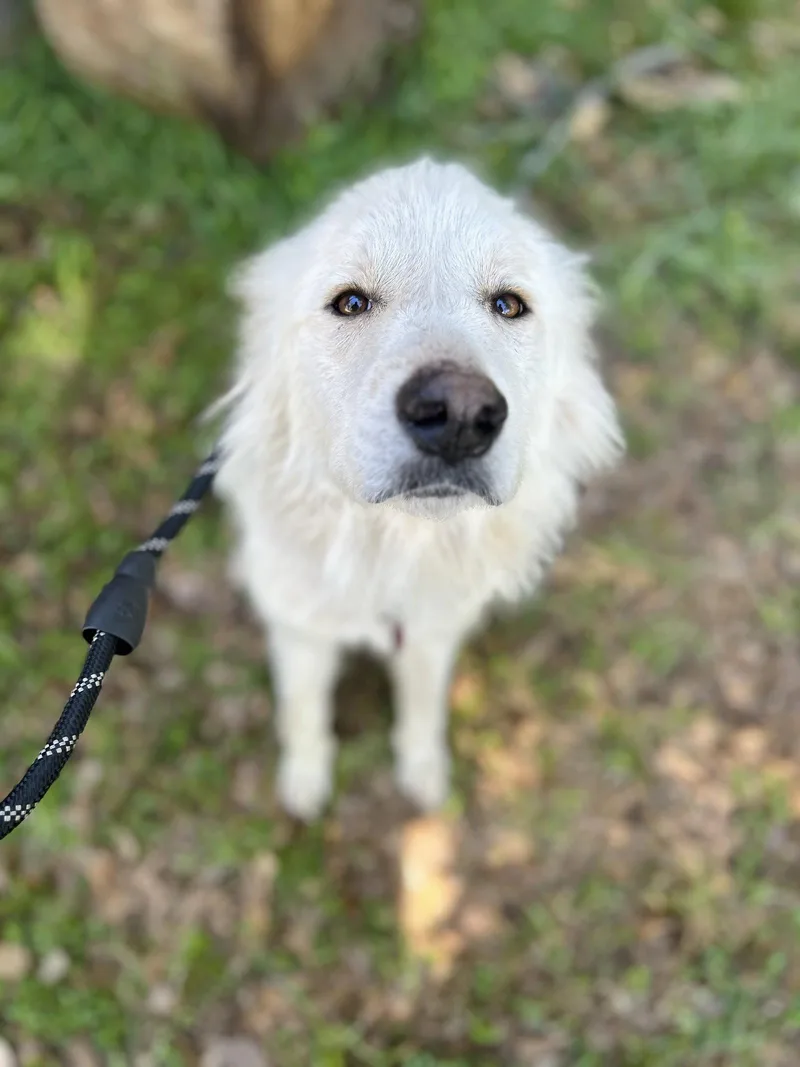 An adult large-sized female White / Cream Great Pyrenees dog named Quillow for adoption in Spring, TX