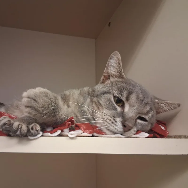 A senior medium-sized male Gray / Blue / Silver Domestic Short Hair cat named Percival for adoption in Dayton, OH