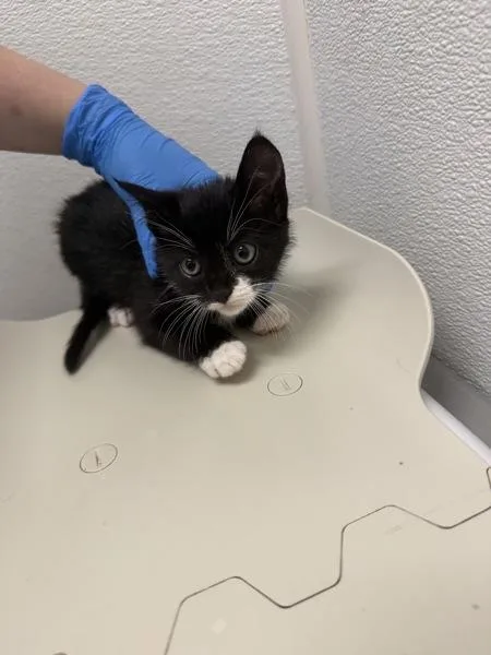 A baby small-sized female Domestic Short Hair cat named Aggie for adoption in Silverdale, WA