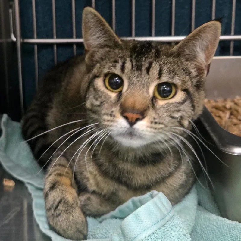An adult medium-sized female Brown / Chocolate Domestic Short Hair cat named Lucy for adoption in Idaho Falls, ID