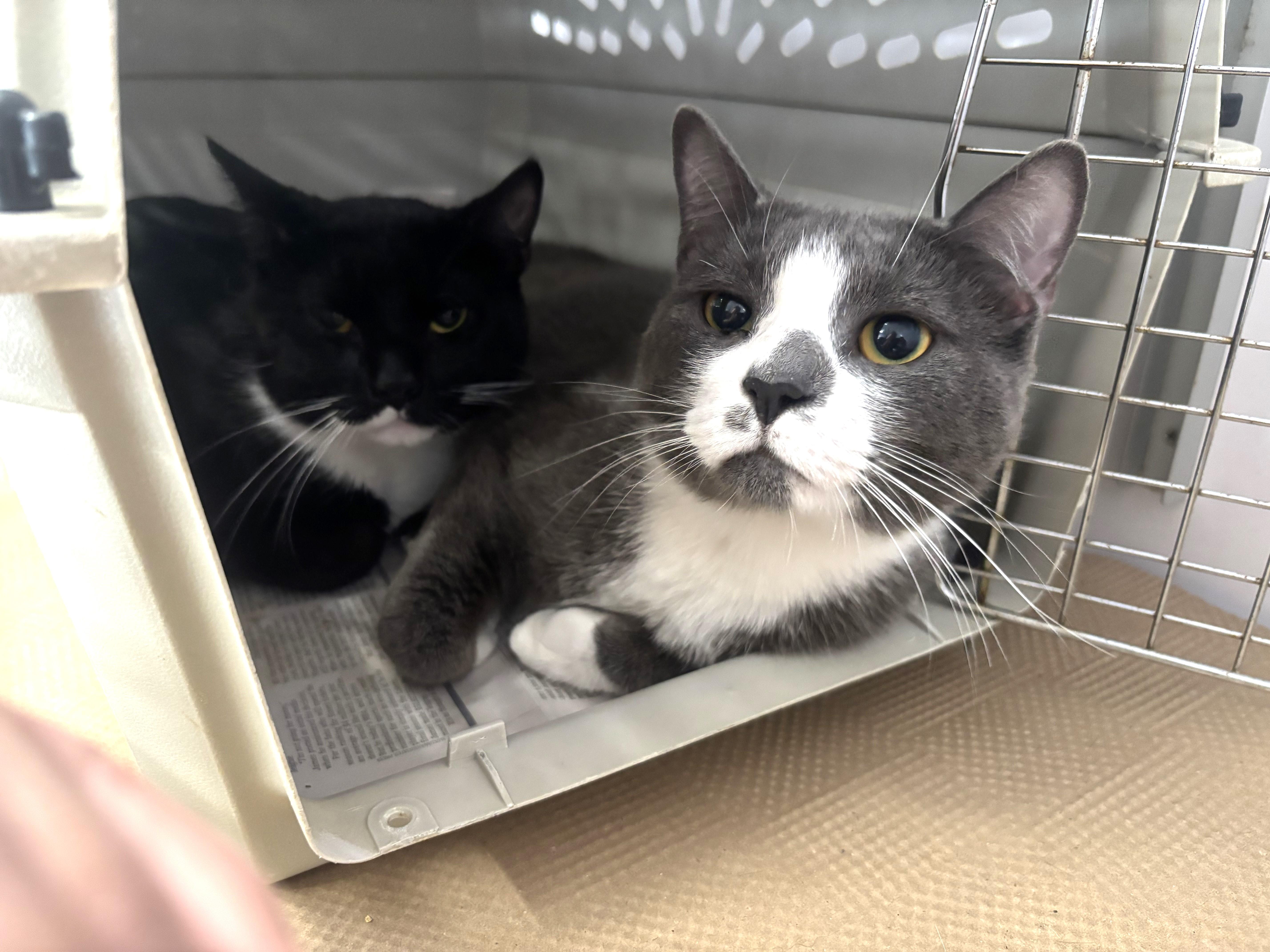 A young medium-sized male Black & White / Tuxedo Domestic Short Hair cat named Tyler and Troy for adoption in North Haven, CT