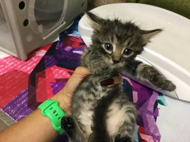 A baby small-sized female Domestic Medium Hair cat named Fry Sauce for adoption in Riverside, CA
