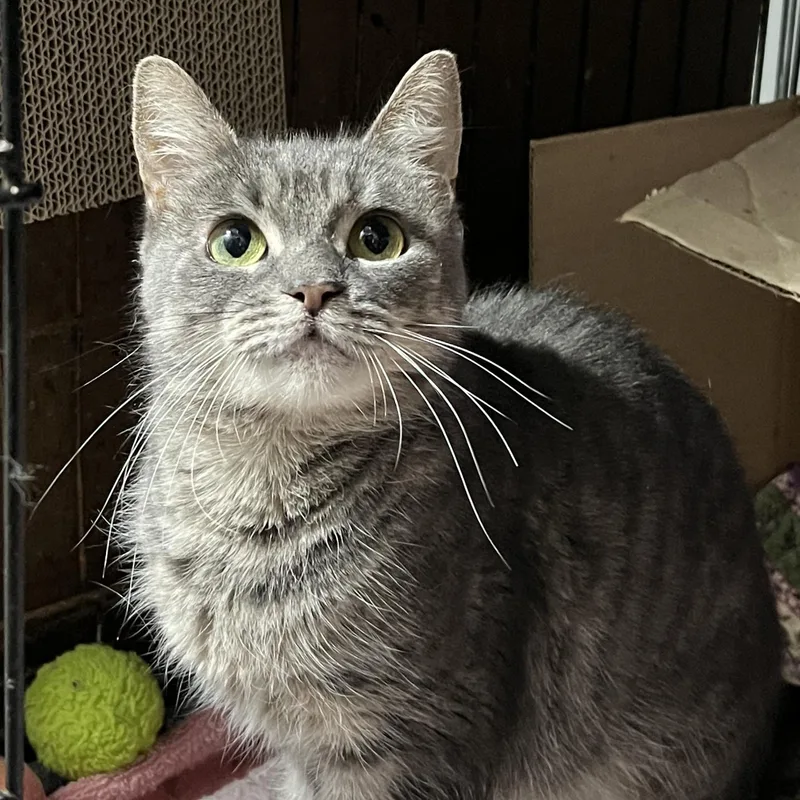 Pepper