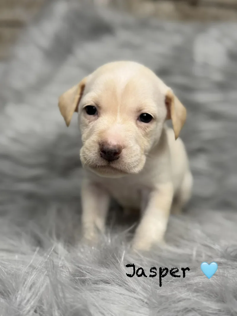 Jasper