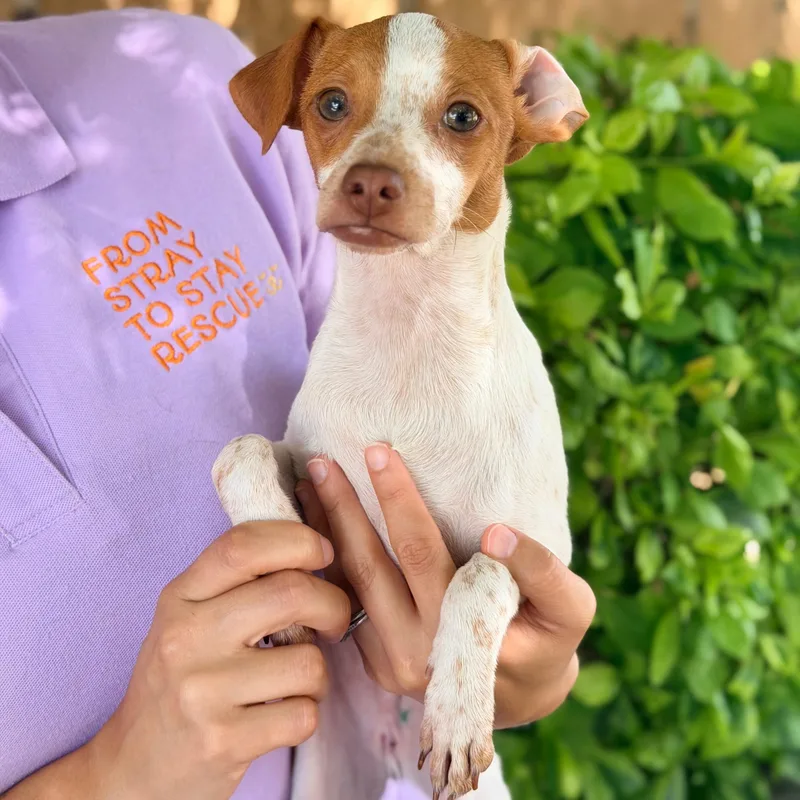 A young small-sized male White / Cream Rat Terrier dog named Jasper for adoption in Manvel, TX