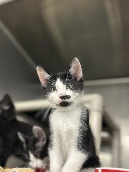 A baby small-sized male Domestic Short Hair cat named Flannel for adoption in Munster, IN
