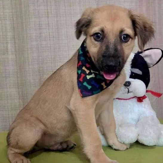 A baby medium-sized male Golden Retriever dog named Max for adoption in Lake Hopatcong, NJ