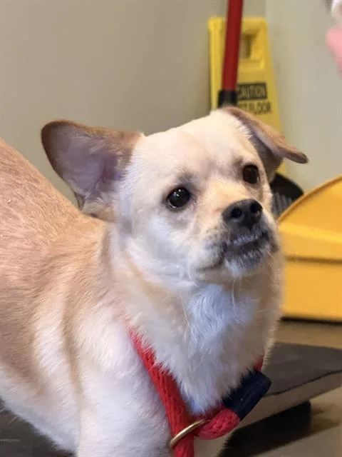 A young small-sized male Pug dog named Coco for adoption in Santa Cruz, CA