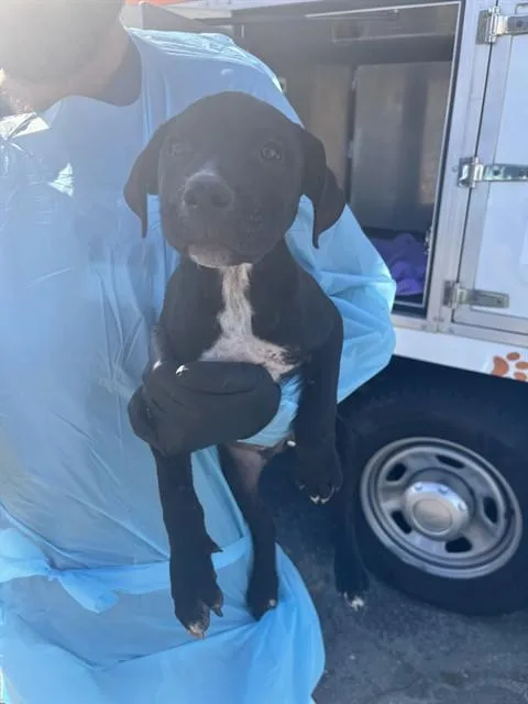 A baby small-sized male Pit Bull Terrier dog named Peter for adoption in Ontario, CA