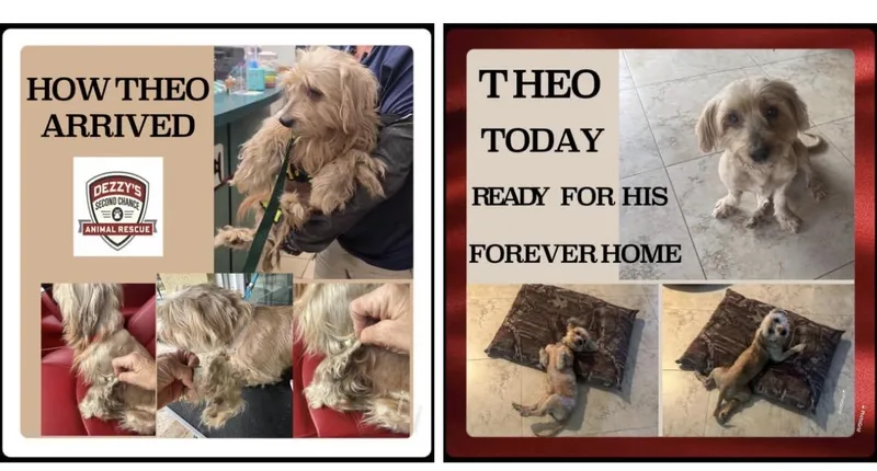 Theo thumbnail 5