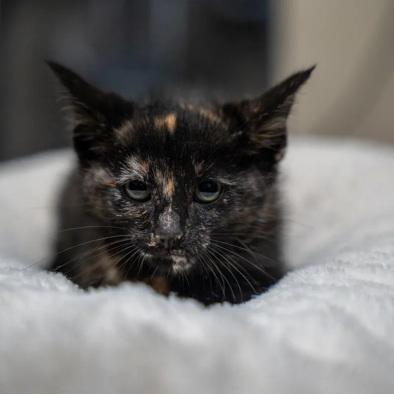 A baby small-sized female Black Domestic Short Hair cat named Lindsay for adoption in Gainesville, GA