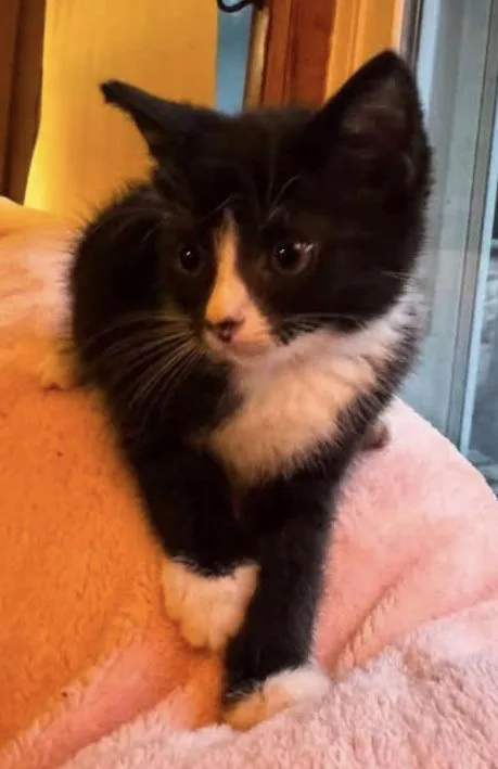 A young small-sized female Black & White / Tuxedo American Shorthair cat named Lesley for adoption in Fort Payne, AL