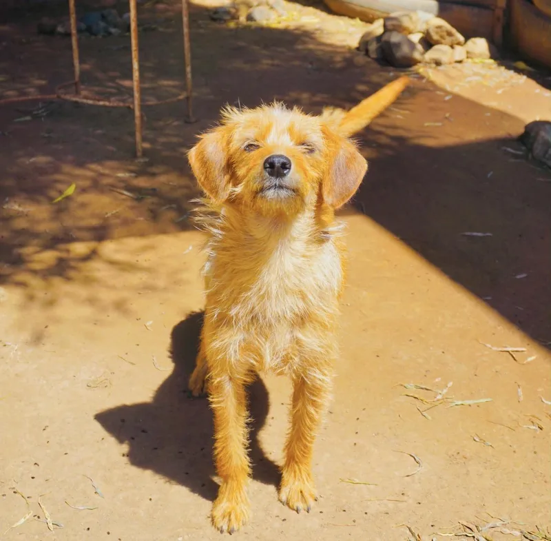 A young small-sized female Norfolk Terrier dog named Lilac for adoption in San Diego, CA