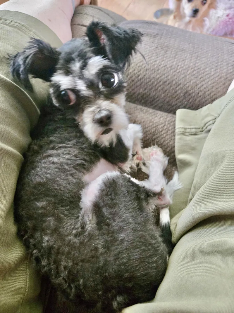 A baby small-sized female Affenpinscher dog named Sansa for adoption in San Diego, CA