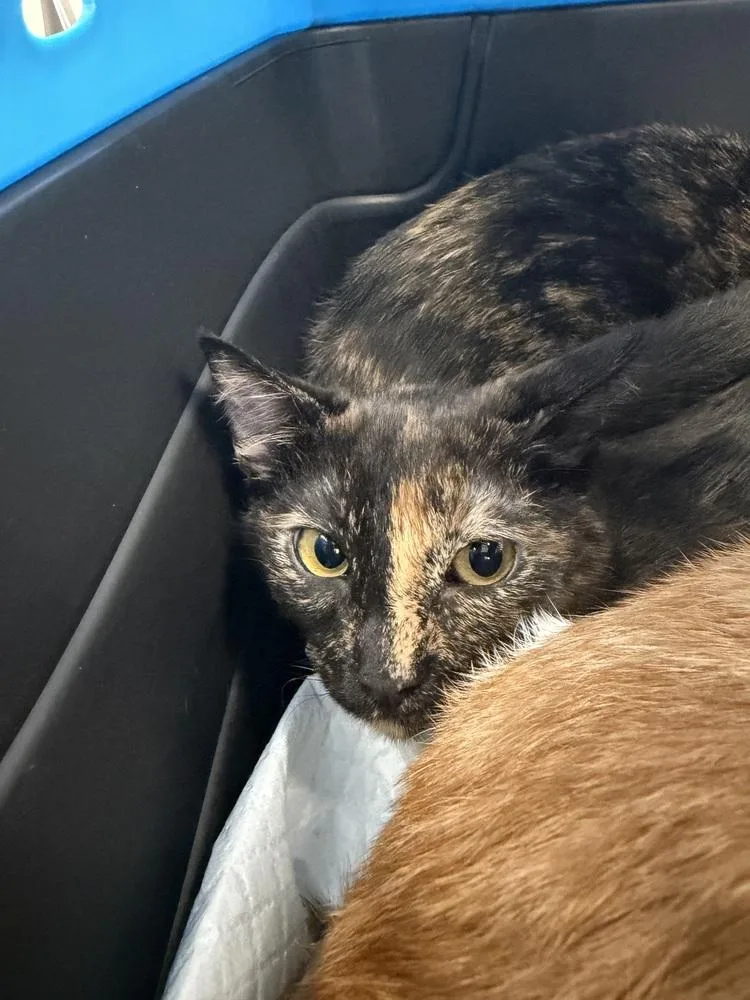 A young small-sized female Domestic Short Hair cat named Sienna for adoption in Ontario, CA