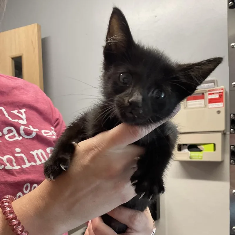 A baby small-sized male Black Domestic Short Hair cat named Fireman for adoption in St Joseph, MO