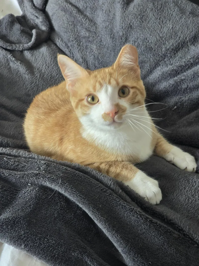 A baby small-sized male Orange & White Domestic Short Hair cat named Finch for adoption in Nashville, TN