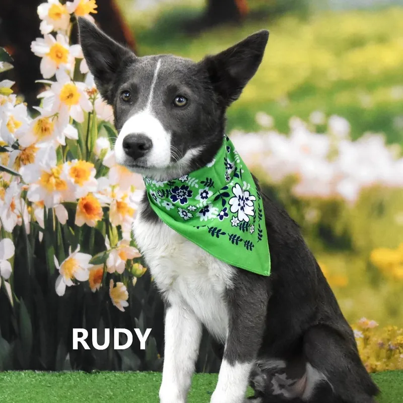 A young small-sized male Gray / Blue / Silver Border Collie dog named Rudy for adoption in Yuma, AZ