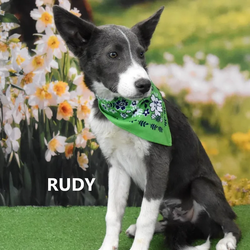 Rudy thumbnail 2