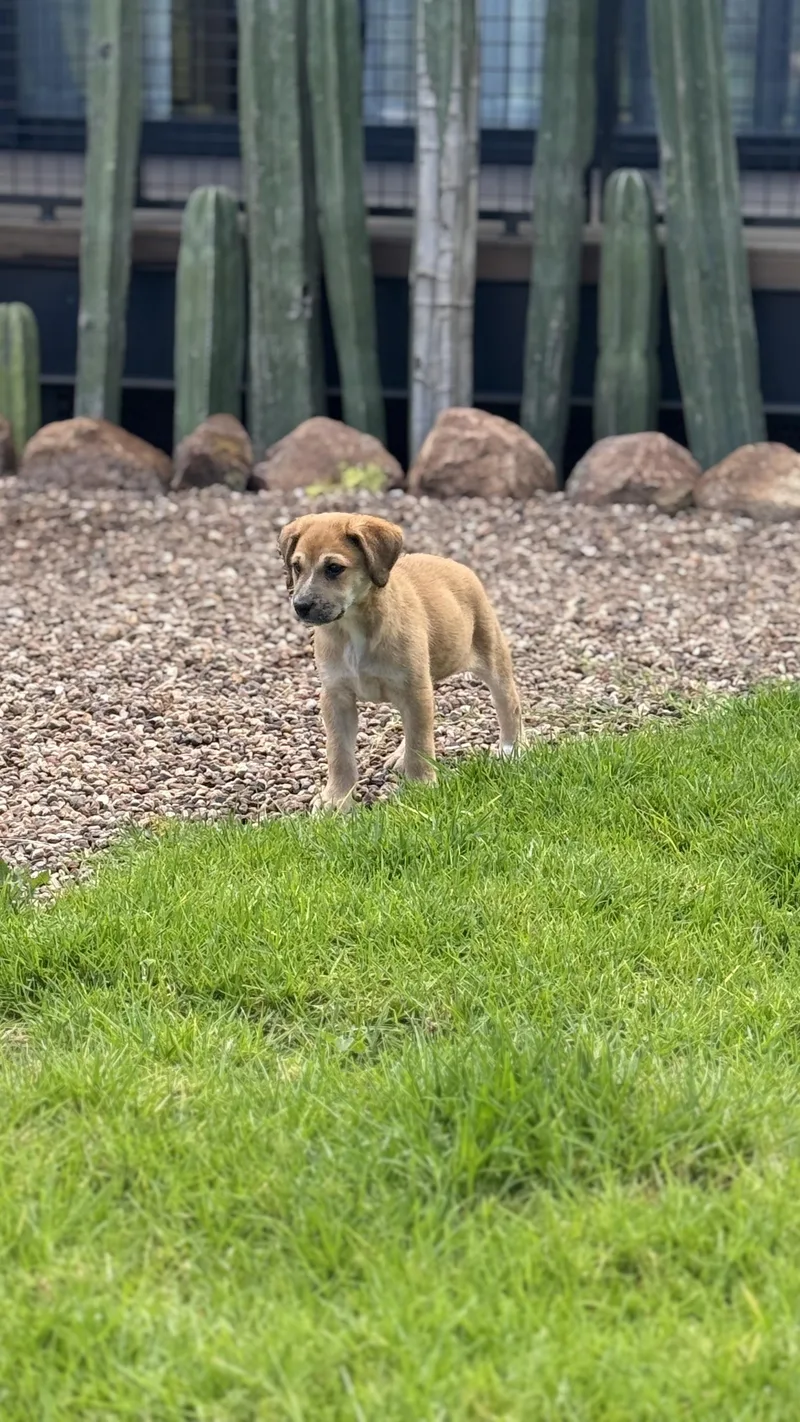 A baby medium-sized female Golden Shepherd dog named Tilly for adoption in Austin, TX