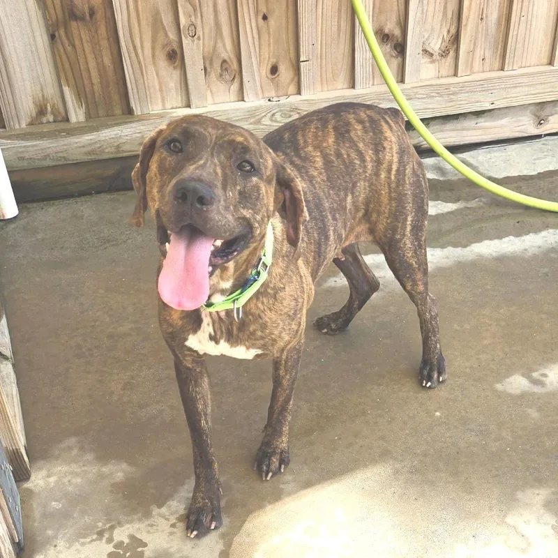 An adult medium-sized female Brindle Mixed Breed dog named Daisy Mae for adoption in Freeport, FL