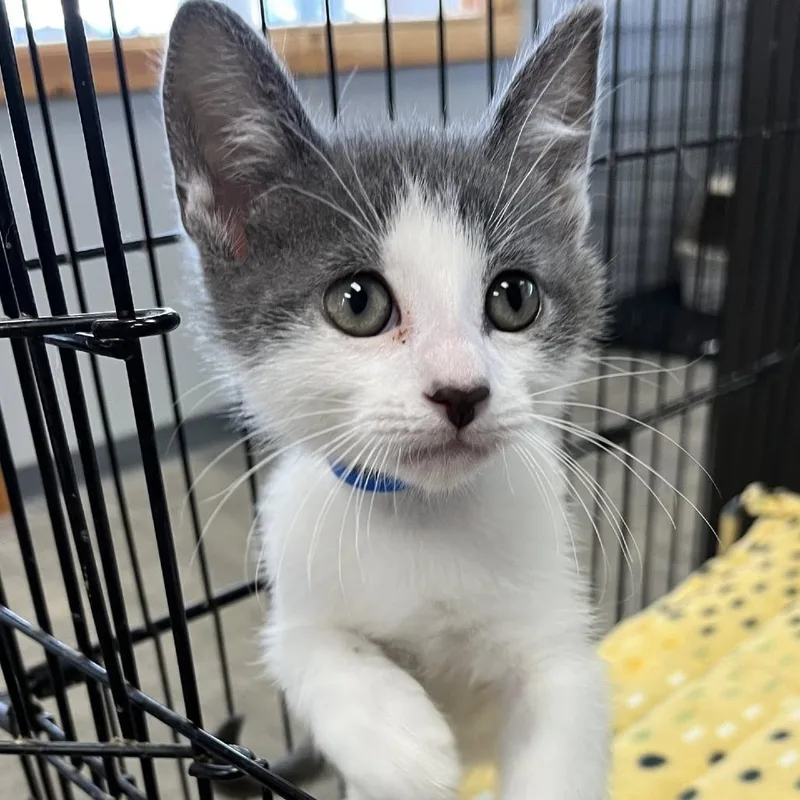 A baby small-sized male Gray / Blue / Silver Domestic Short Hair cat named Marshmellow for adoption in Hamburg, NY