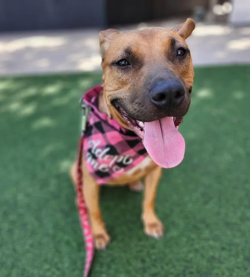 Lorie Darlin thumbnail 5