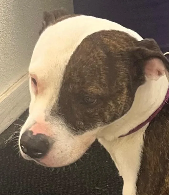 An adult medium-sized female Pit Bull Terrier dog named Angel for adoption in Saginaw, MI