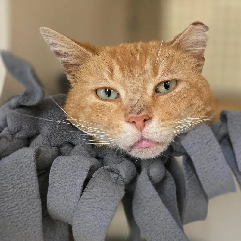 Helios Sf $pecial Fee thumbnail 2