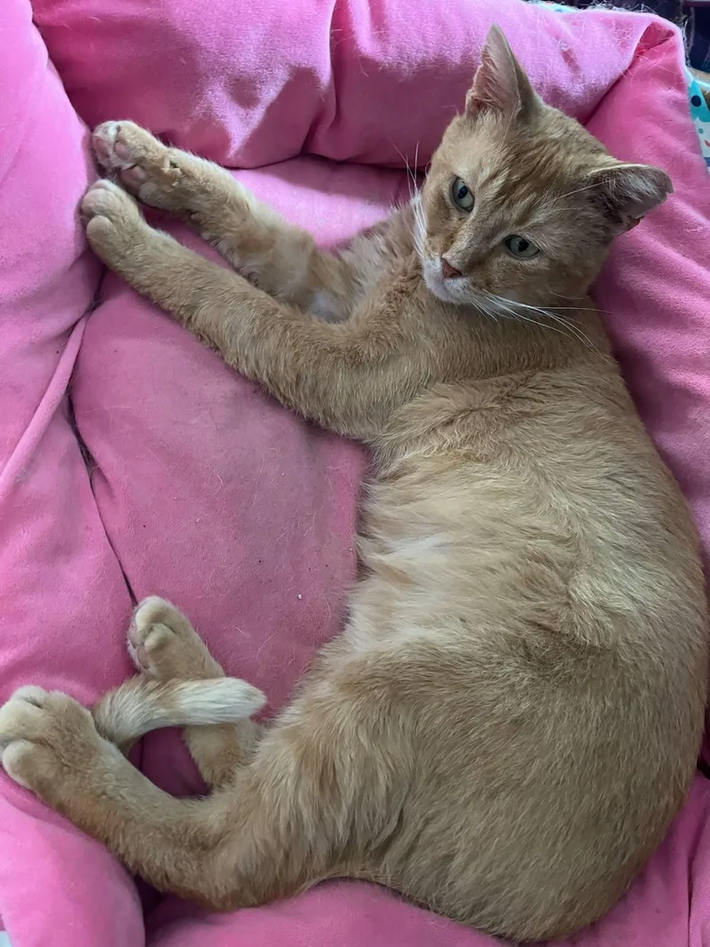 Helios Sf $pecial Fee thumbnail 3