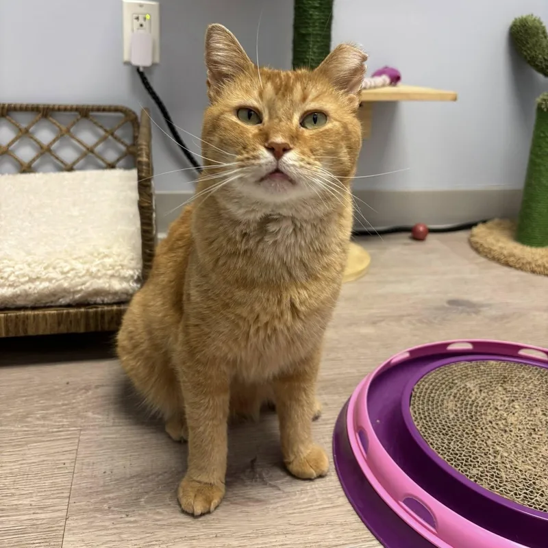 Helios Sf $pecial Fee thumbnail 4