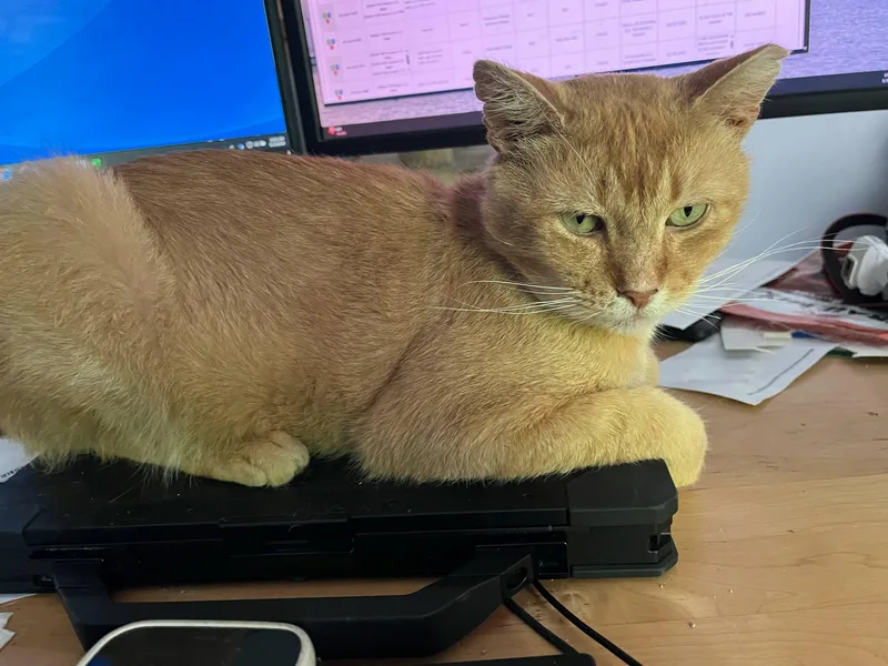 Helios Sf $pecial Fee thumbnail 5