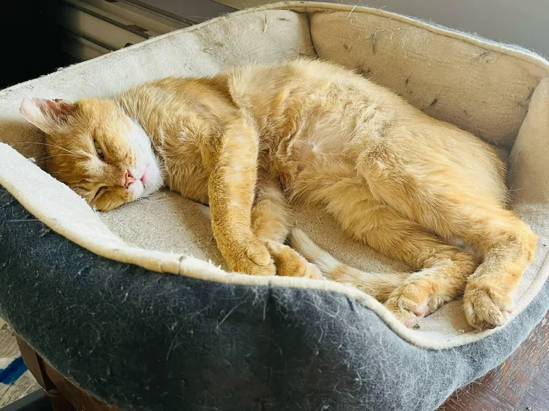 Helios Sf $pecial Fee thumbnail 6