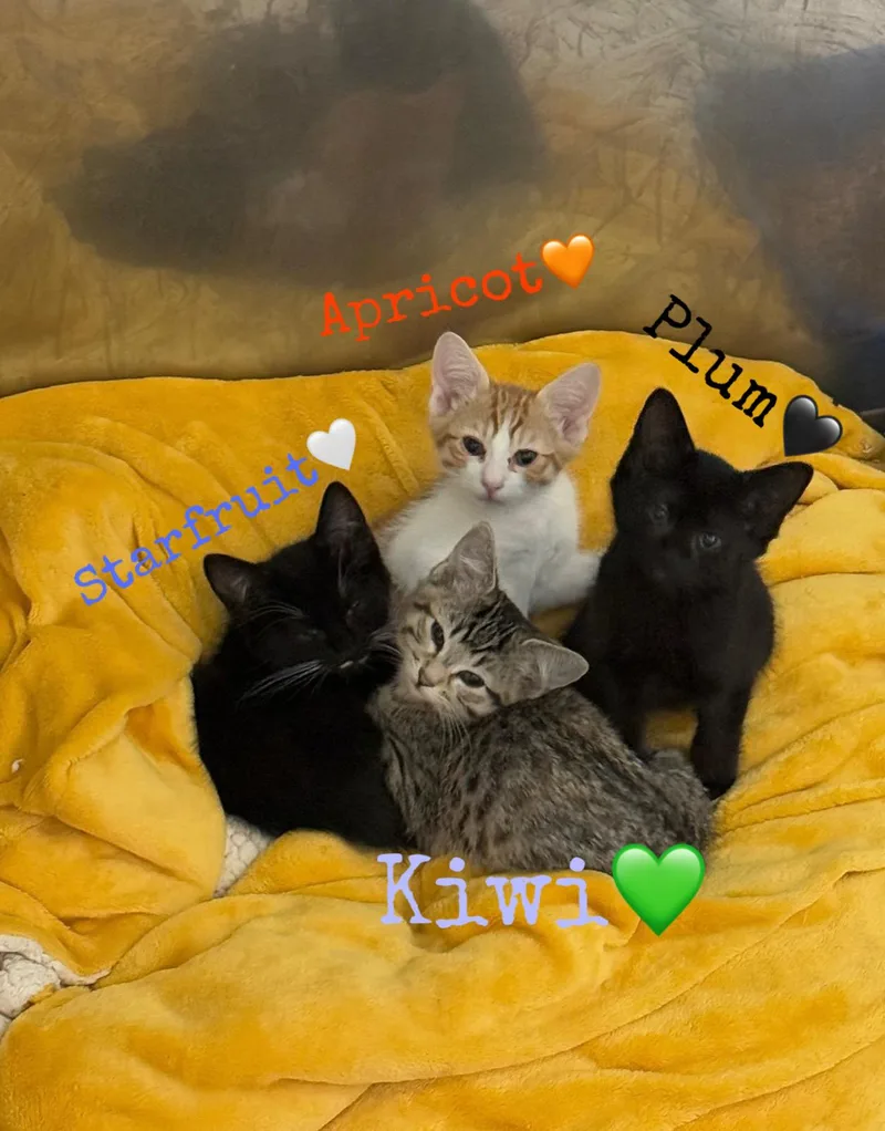 A baby medium-sized male Black & White / Tuxedo Domestic Short Hair cat named Starfruit for adoption in Kent, WA