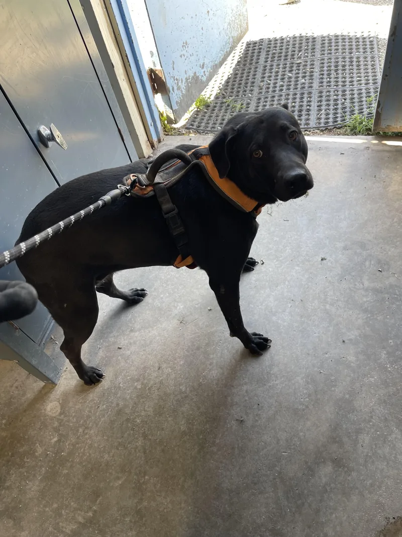 An adult large-sized female Black Pit Bull Terrier dog named Sadie for adoption in Lordsburg, NM