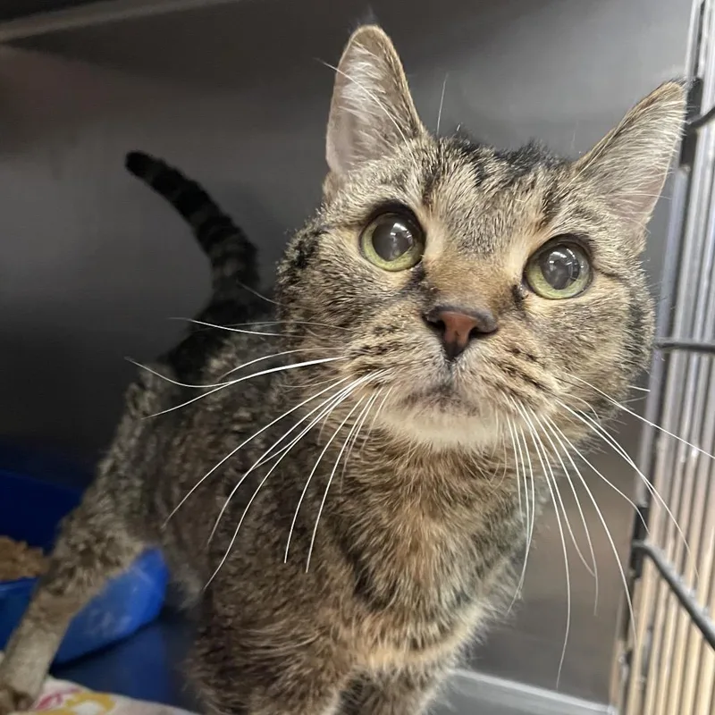 A senior medium-sized female Brown / Chocolate Domestic Short Hair cat named Lithia for adoption in Spokane, WA