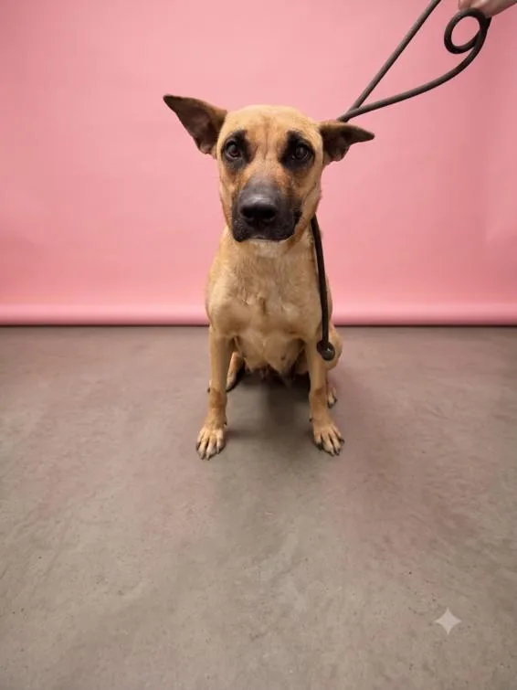 A young large-sized female German Shepherd Dog dog named Jessie for adoption in Los Angeles, CA