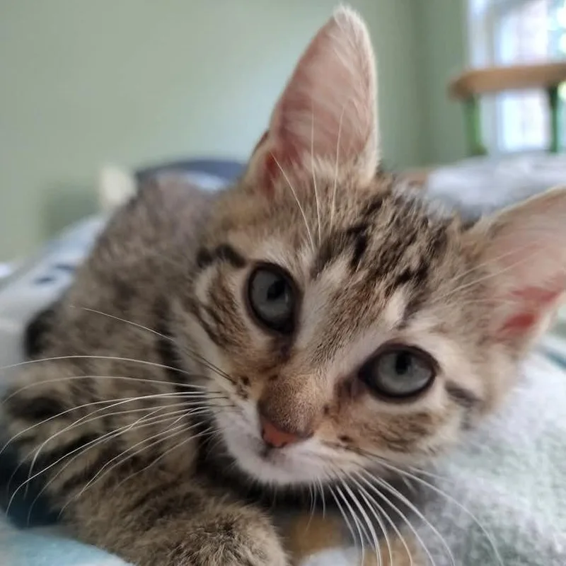 A baby small-sized female Brown / Chocolate Domestic Short Hair cat named Raspberry for adoption in Baltimore, MD