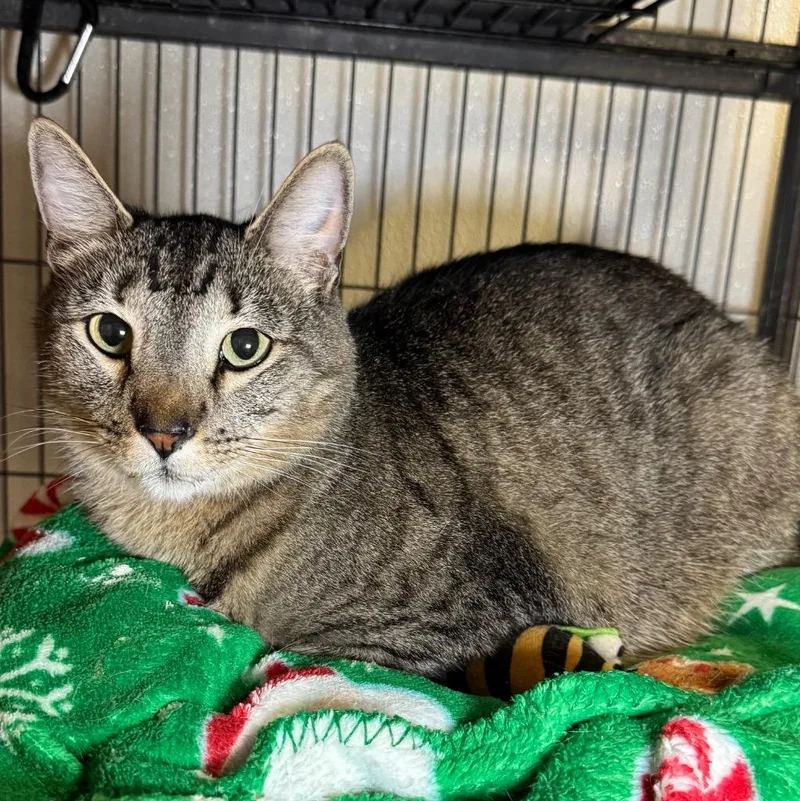 An adult medium-sized female Domestic Short Hair cat named Annesely for adoption in Saginaw, MI